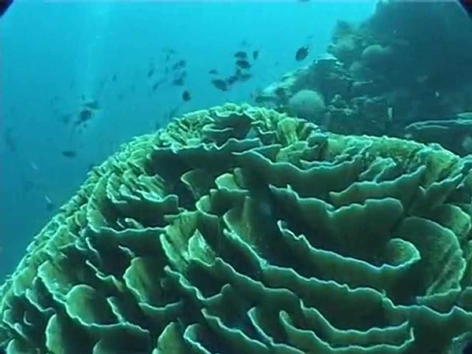 Safari plongée aux Philippines (Visayas) avec Abyss Divers