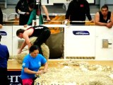 N.Zealand Merino 50th International Shearing Champs