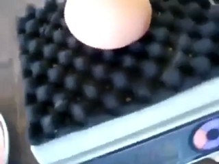 yumurtadan ne çıkar