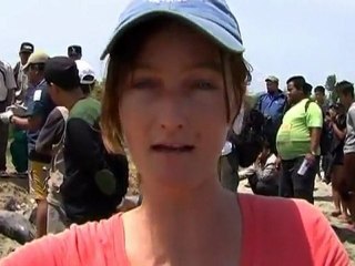Trapped dolphins die in Indonesia