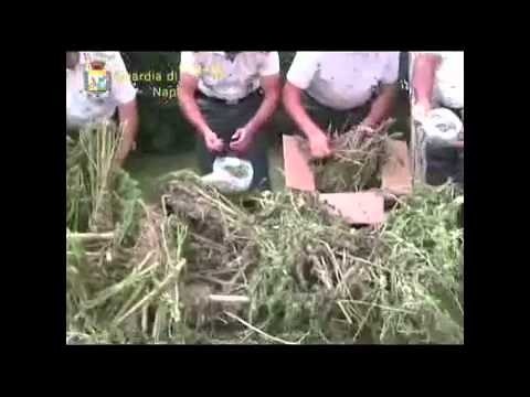 Napoli - Scoperta una piantagione di cannabis di 3000 mq