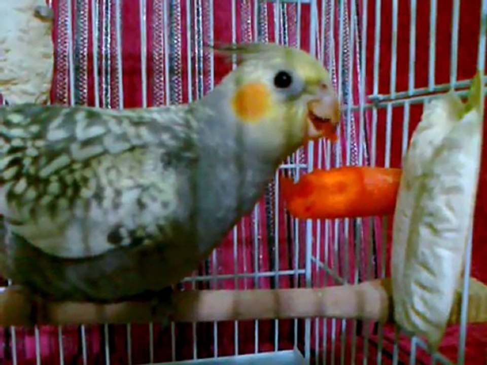 Biri bu kuşu durdursun