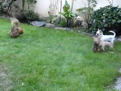 Les chichis en plein jeu ! ! ! - Elevage du Mont des Canaillous - chihuahuas poils longs