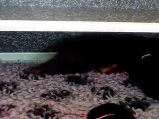 BB EDEN DAIKHO 30.09.11