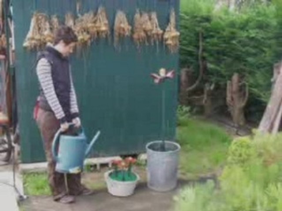 papaver hydrophobicus