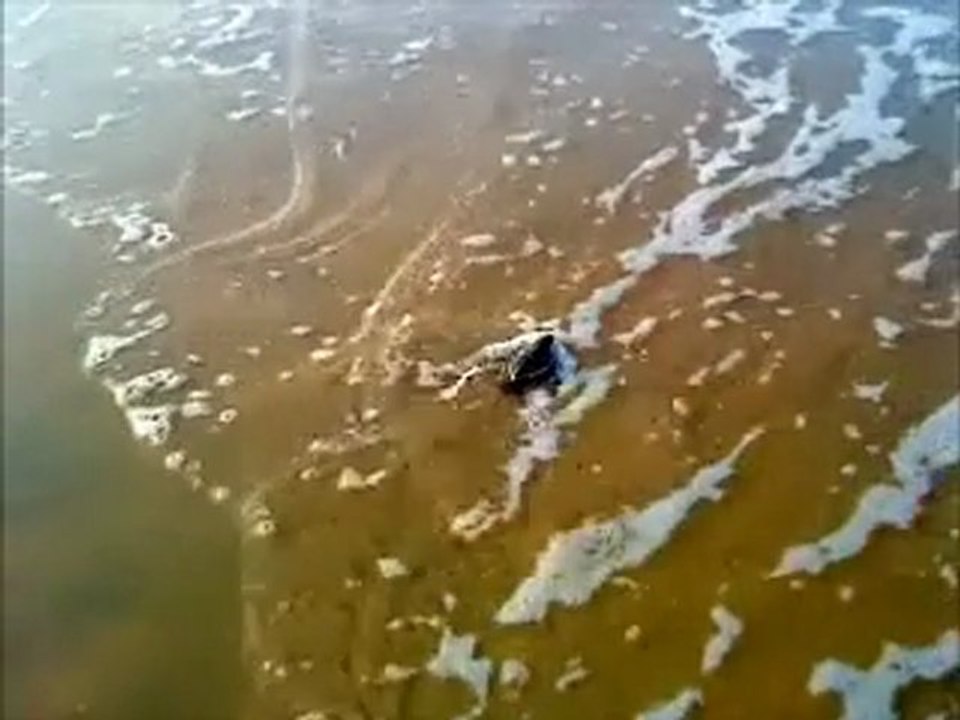 Cayenne - Emergence des bébés tortues - 08 août 2011