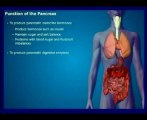 LE PANCREAS-VERSION EN ARABE-DR.AMINE A.-CASABLANCA.mpg - YouTube
