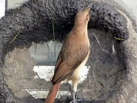 TSM İle Terapi (30) Rüya (Çeng)