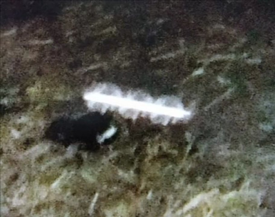 Ufo Rods. photos. Tierpark . Allemagne.2011