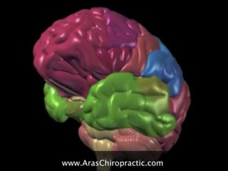 Singapore Chiropractic-Brain Anatomy