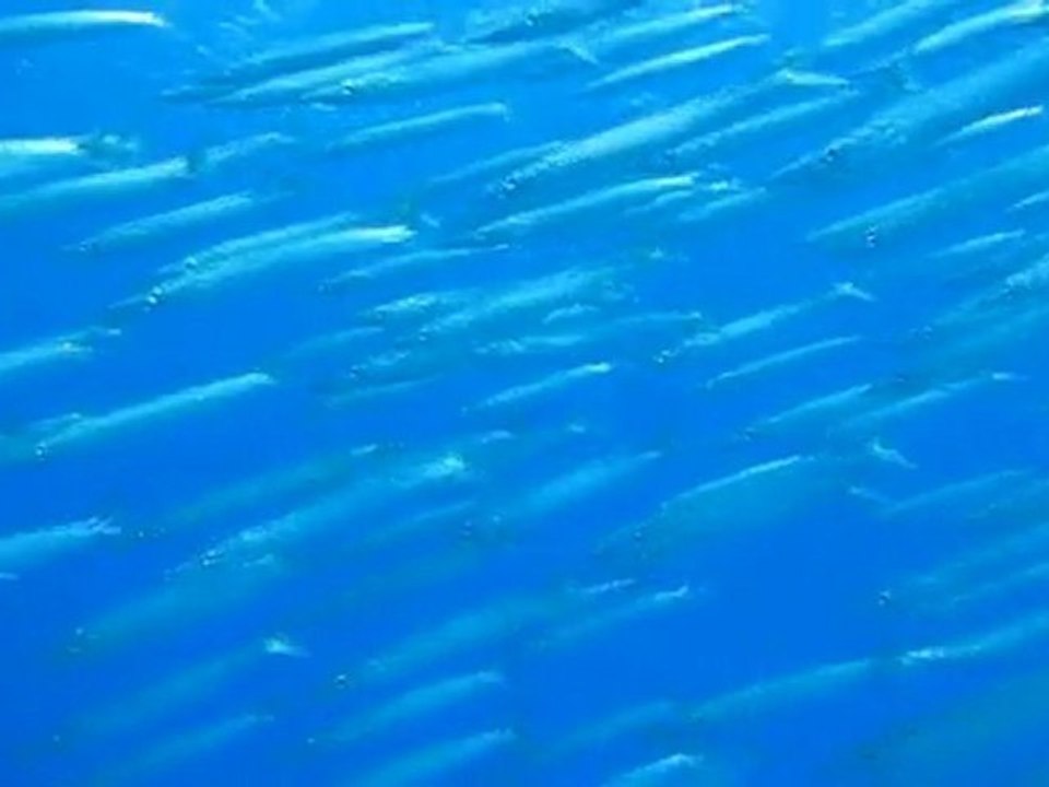 Small barracuda swarm