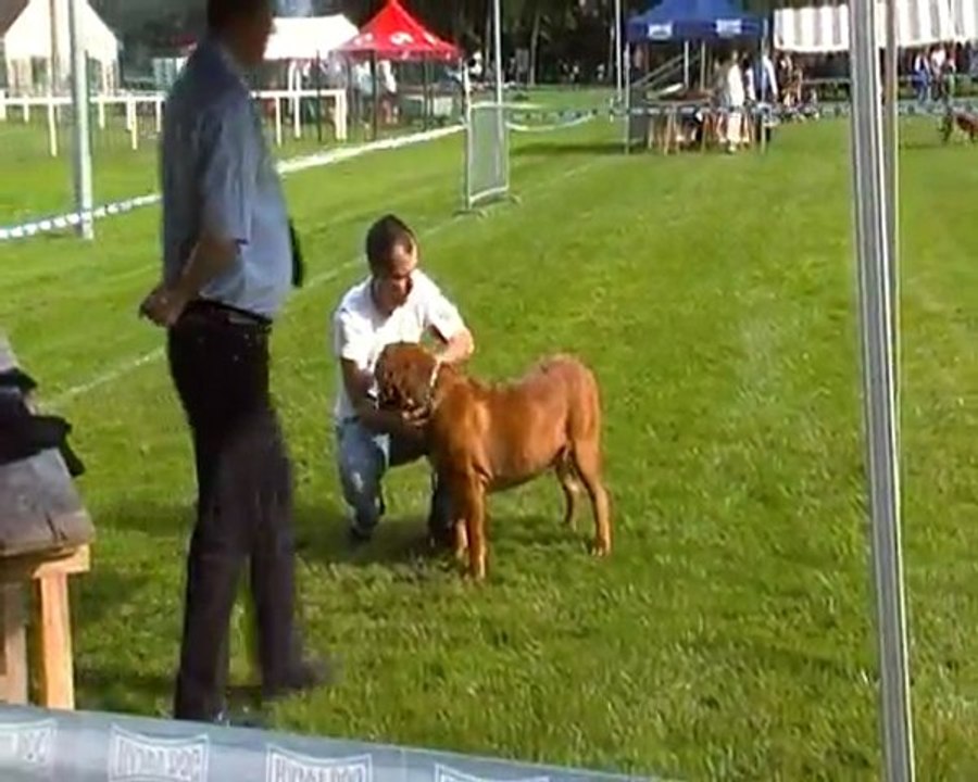 jugement de Jackpot de L'Exigence a la Ne de Songeons 2011 ( 3 eme ring d'honneur ) 2min 30