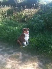 Gasper fait des stops ! un chien parfait !