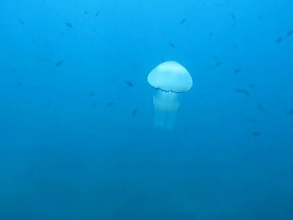 Cinque Terre - Jellyfish