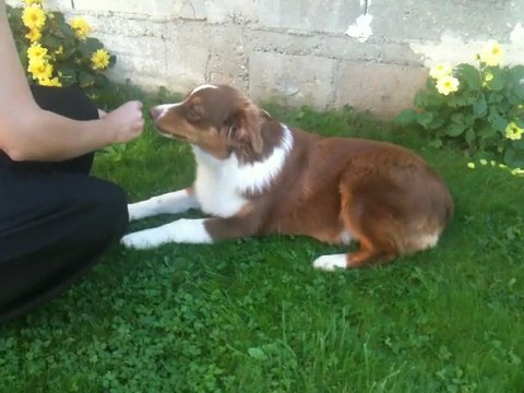Gasper berger australien de 6 mois qui apprend le couché !