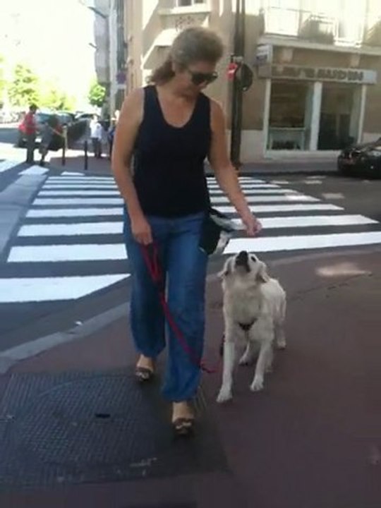 Lola une superbe golden en plein travail !