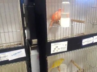 visite festival de l oiseau a ARQUES