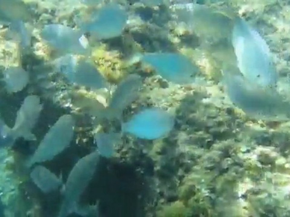 Cinque Terre - Swim with fish 1