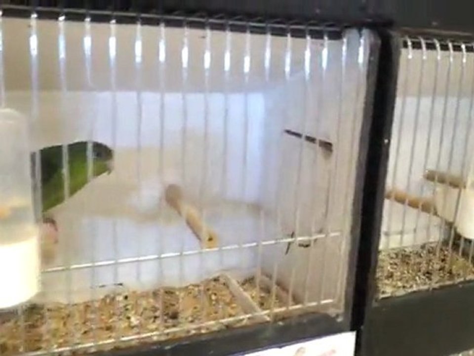 visite festival de l oiseau a ARQUES SUITE