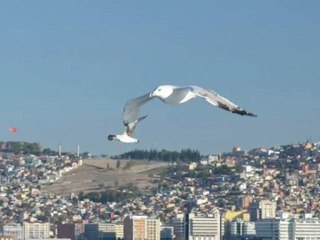 uçun kuşlar uçun izmir'e doğru..