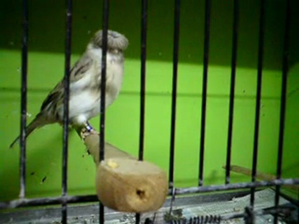 Tümay AŞÇIOĞLU 2011 Gloster Yavrularından