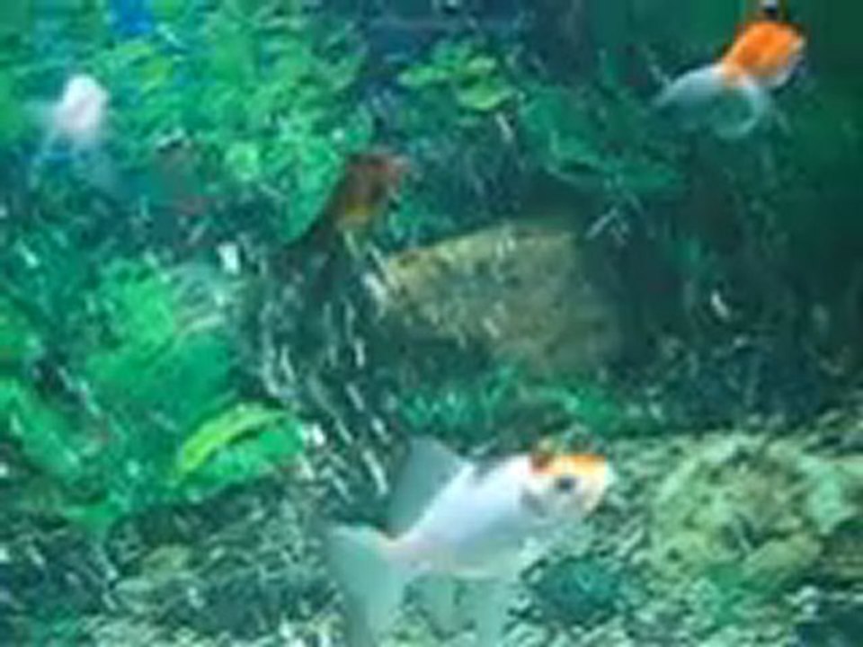 Good Fish