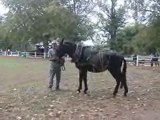 présentation de chevaux de traie au salon du cheval au haras de rodez !!!