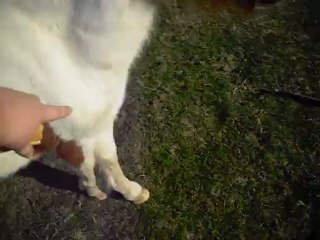 Début de jambette tendue