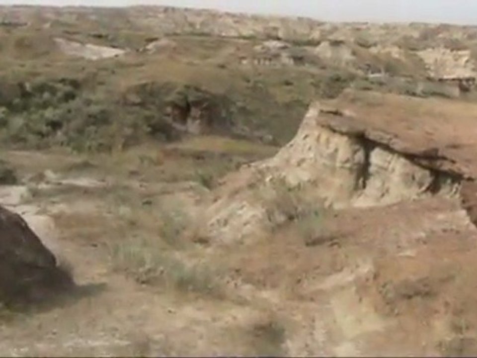 Fossiles de dinosaures