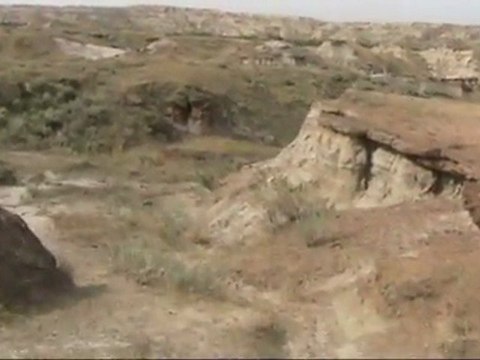 Fossiles de dinosaures