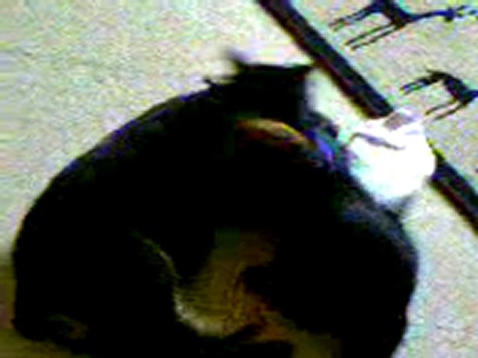 combat chien & chat