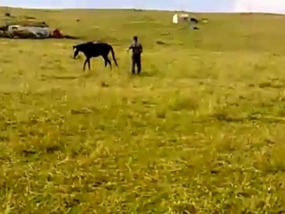 ardahan atları at görüntüleri @ MEHMET ALİ ARSLAN Grup