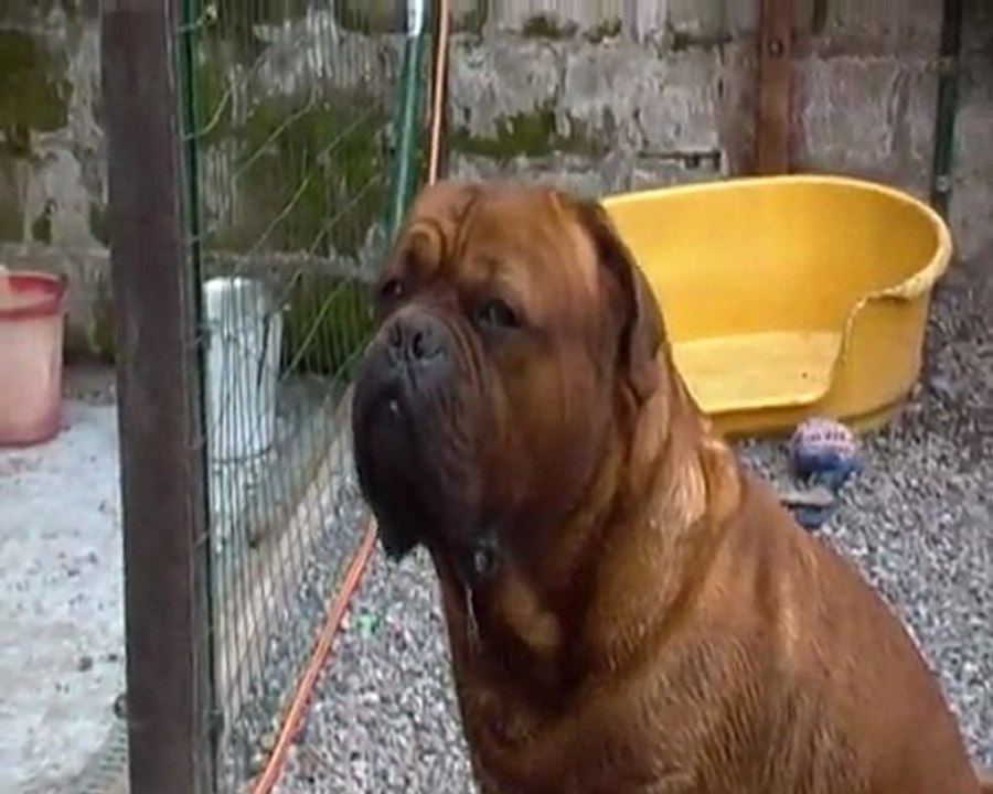 Nos dog's ....  environ 2 min