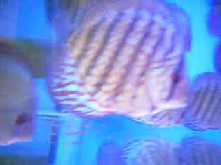 anne baba ve yavruları