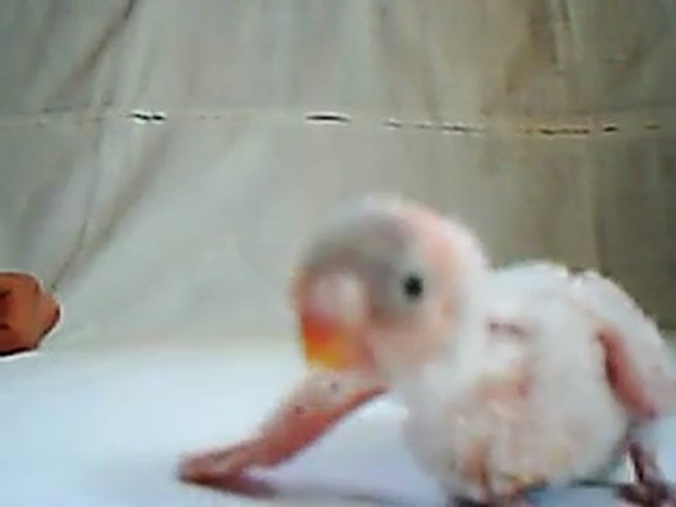 Yavru muhabbet kuşu