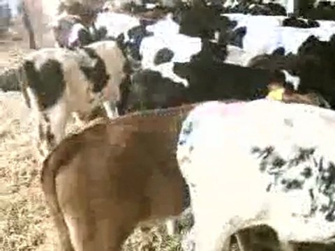 ÇİFTLİK PROJELERİ TEL: 0546 851 6657 HAZER EMLAK