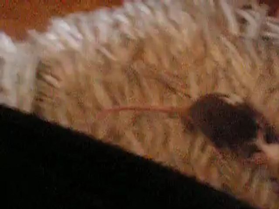 Kelly,  ma souris ^^