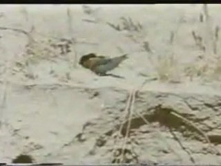 (DVD01) (44) AGUA PRIMEROS SIGNOS DE VIDA