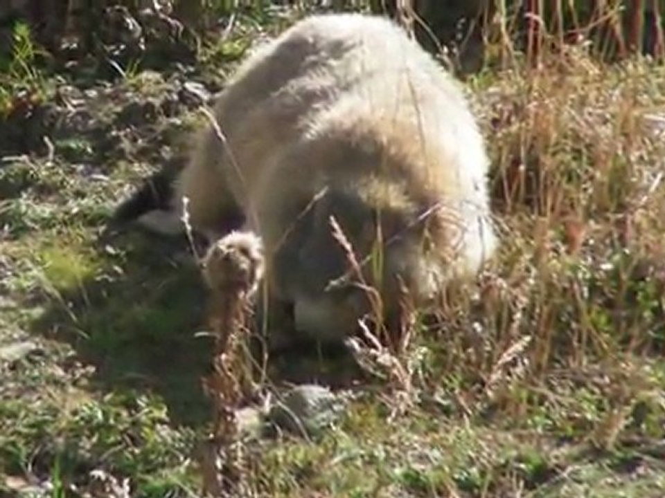 01/10/11 Lac d'Allos