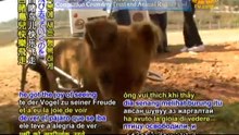 India’s Animal Rescuers: Compassion Crusaders Trust