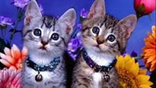 gatitos
