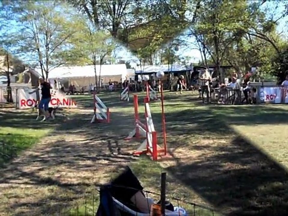 Arthur du Canis Club Pessacais Illacais le 2 10 2011 a CABO