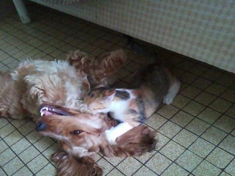 FANFOULICH ÈVÈ CHALAGAZ Dimanch 02 ÒKTÒB 2012, Paskal JAWVIS (JARVIS)