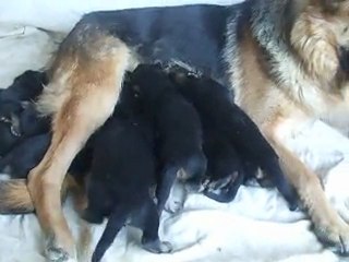 german shepherd puppies