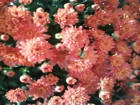 North York Real Estate - Harnish Cres