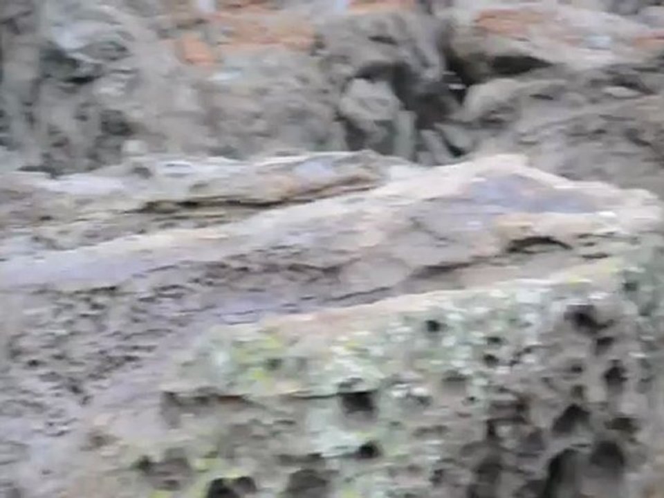 Otaries de Kaikoura