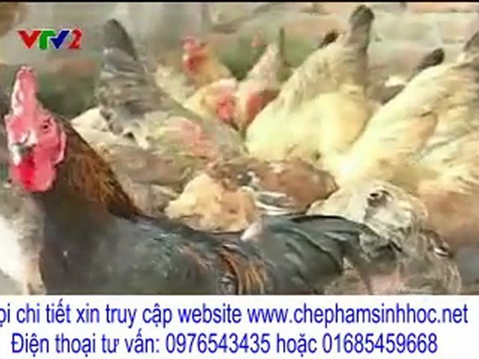 tại sao nên nuôi gà đẻ và vịt thịt trong khi đang xuất hiện dịch cúm gia cầm