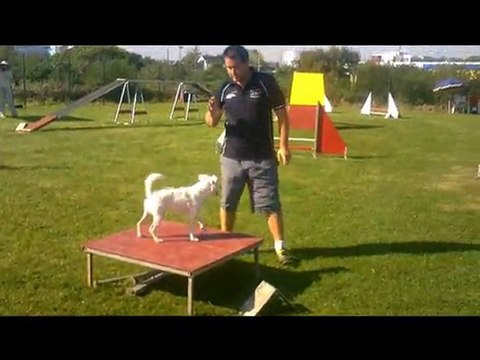 concours agility Brest 2 octobre 2011 Antoine et bistrakou