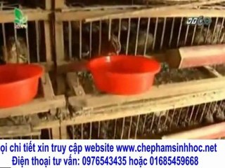 10.000 con chim cút đẻ mỗi ngày thu 9.500 quả trứng, tại sao lại không nhỉ