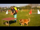 concours Agility Brest 2 octobre 2011 Annie et Celty